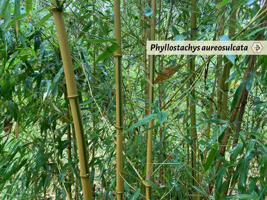 Phyllostachys aureosulcata Spectabilis bamboo