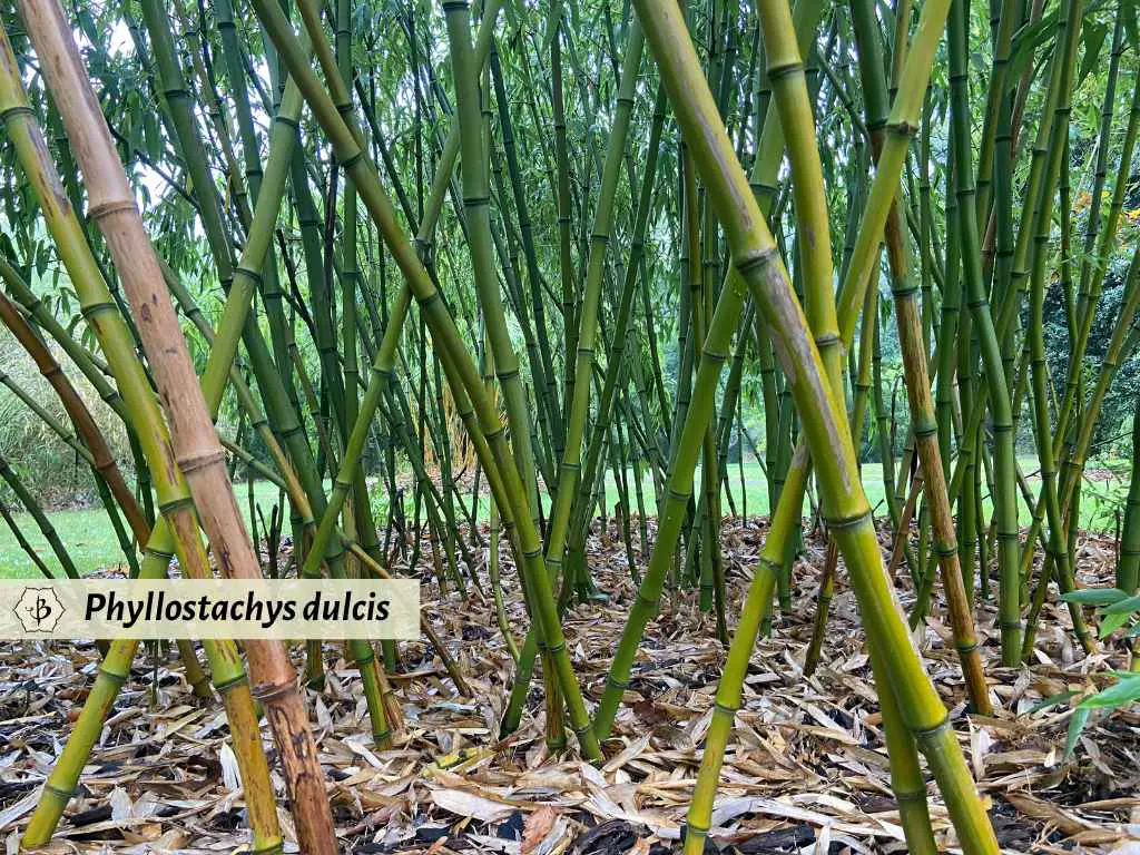 Phyllostachys dulcis culms