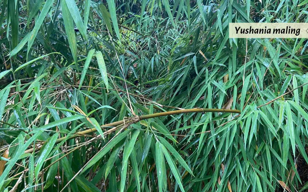 Yushania maling bamboo species