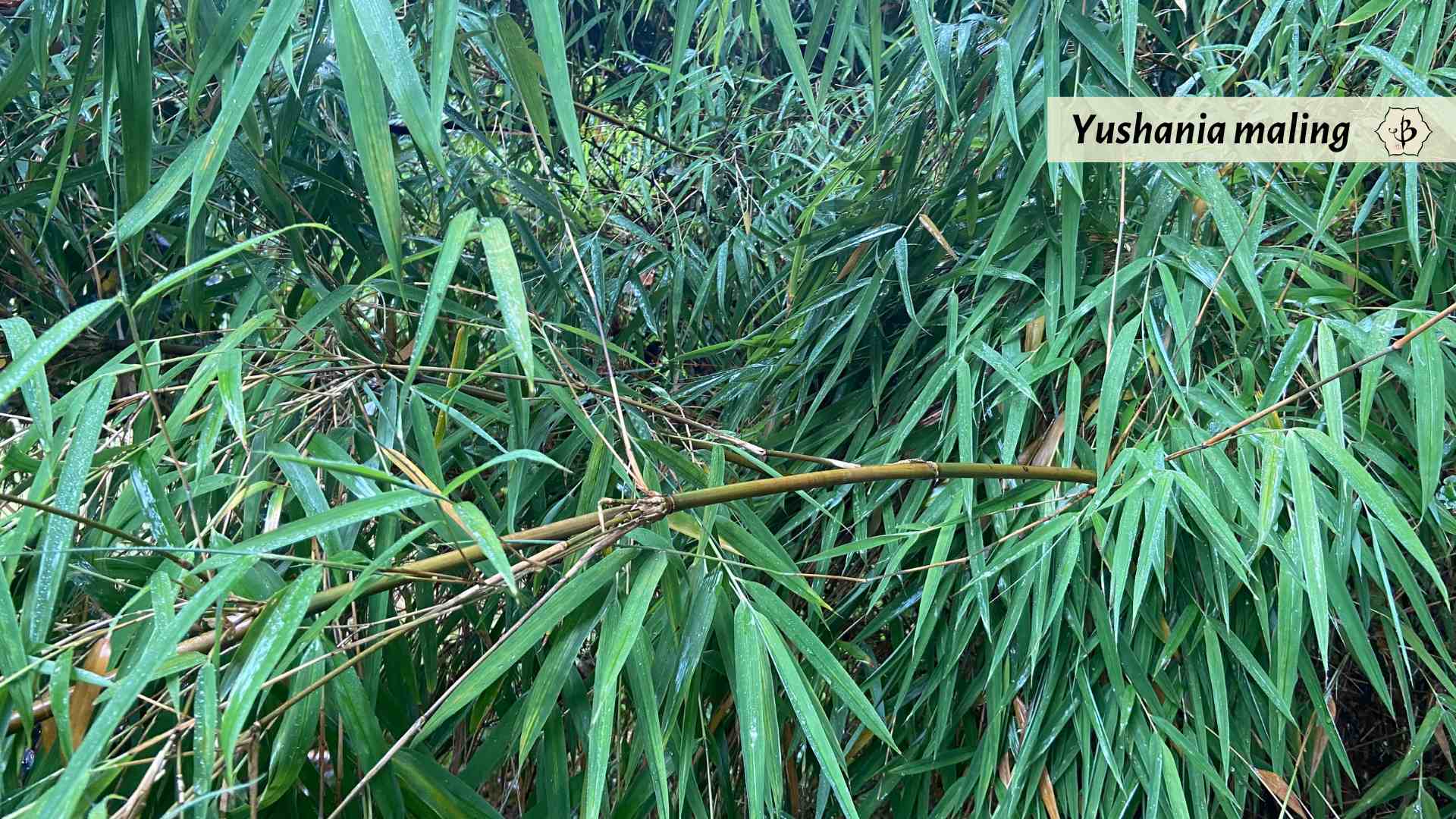 Yushania maling bamboo species