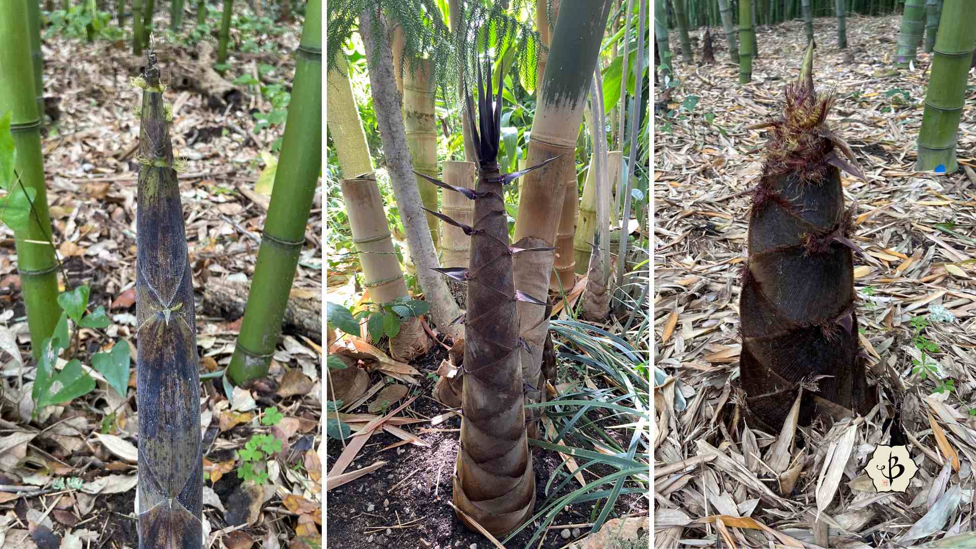 Bamboo shoots Hornaday