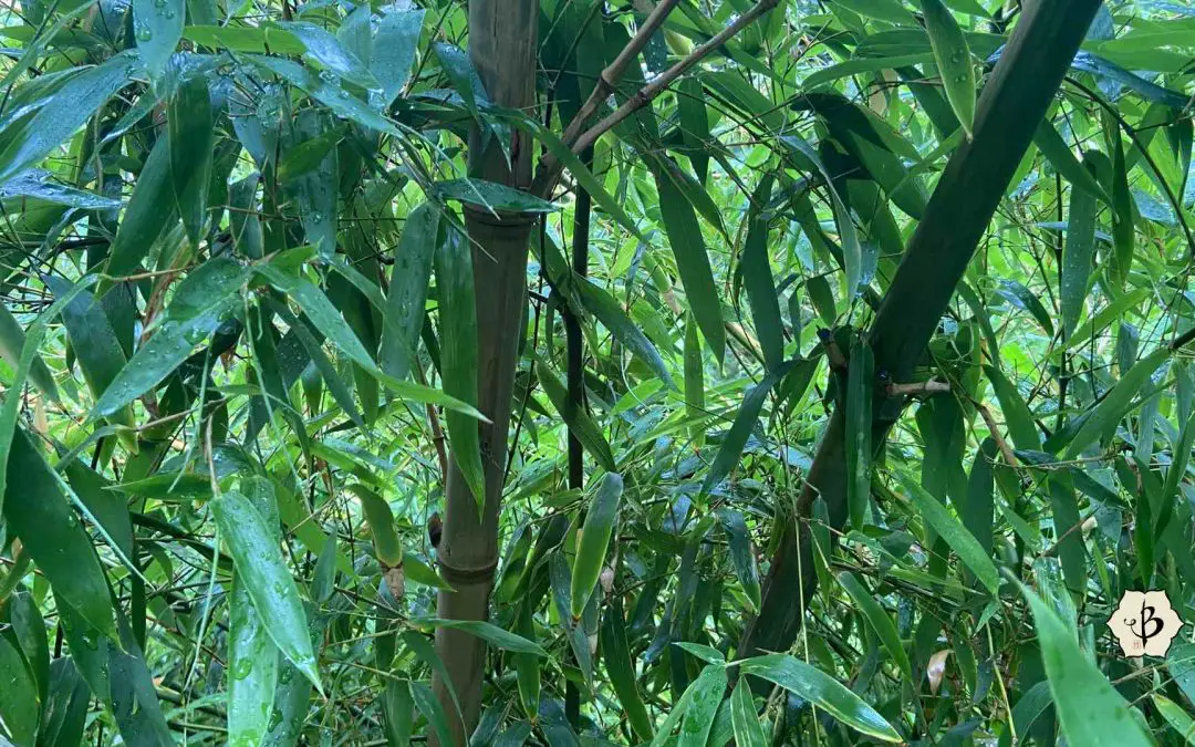 Phyllostachys heteroclada: Water Bamboo