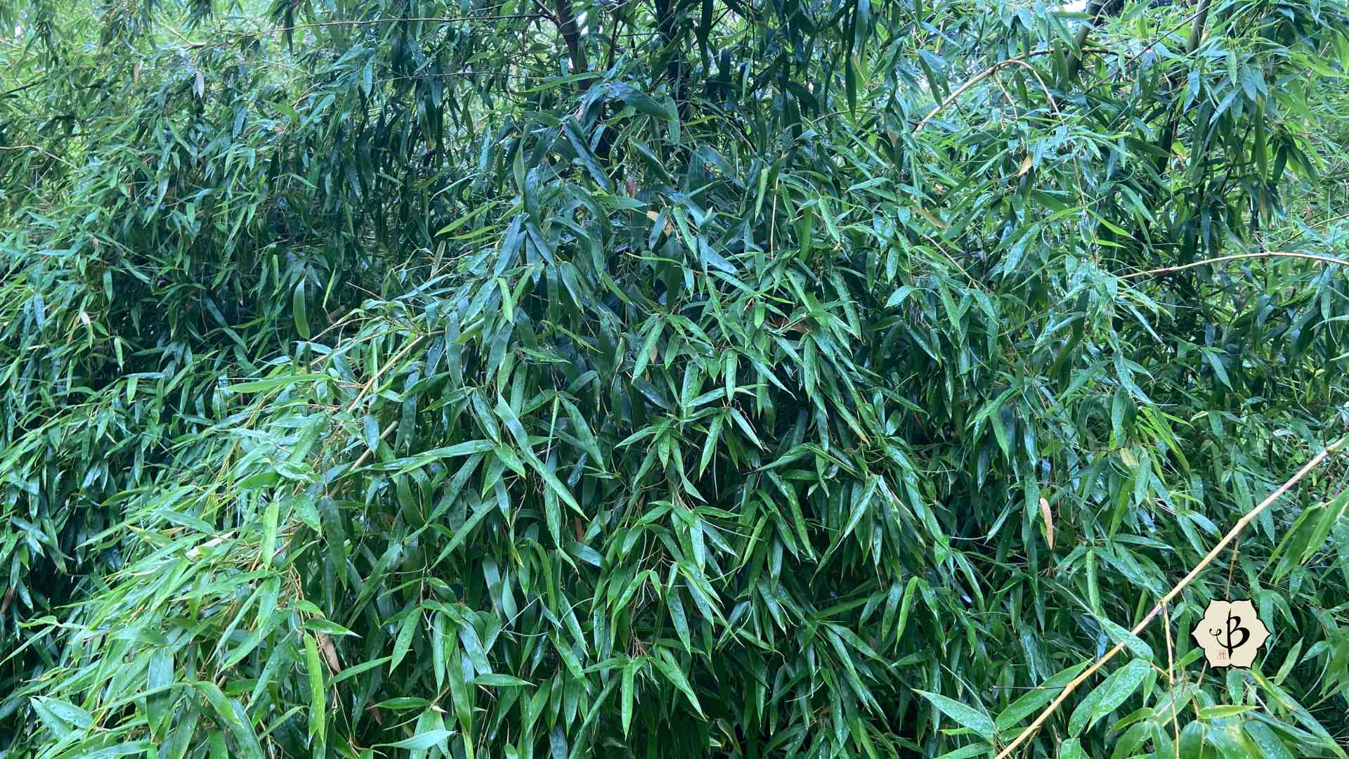 Phyllostachys heteroclada water bamboo leaves