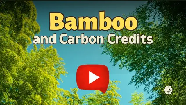 Bamboo Carbon Credits YT