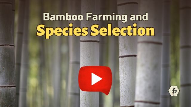 Bamboo Farm Species YT