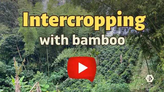 Bamboo Intercrop YT