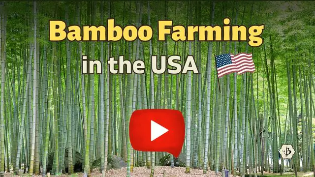 Bamboo USA YT