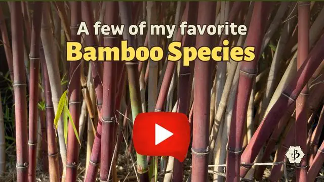 Favorite Bamboo Species YT