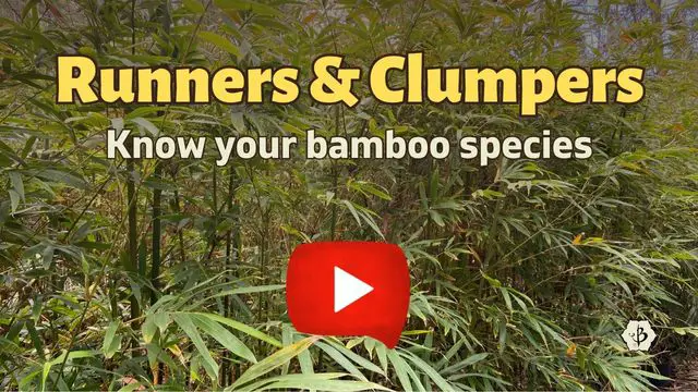 Running Clumping YT